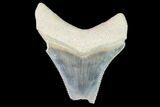 Bargain, Fossil Megalodon Tooth - Florida #108376-1